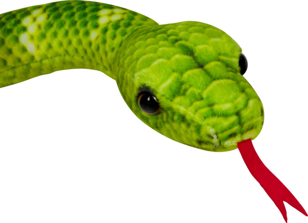 Baumpython - Nature Zoom Wild