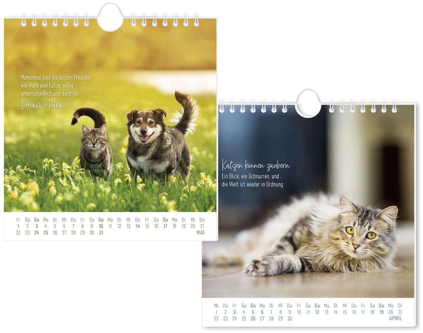 Postkartenkalender 2026 Auf leisen Pfoten