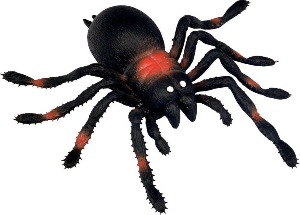 Kellerspinne - Wild+Cool