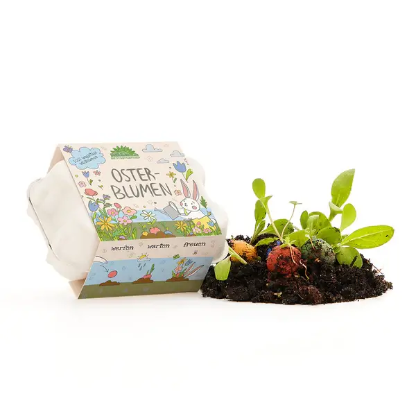 EH_Produktbild_Osterblume-1 Blumenmurmeln im Wachteleierkarton
