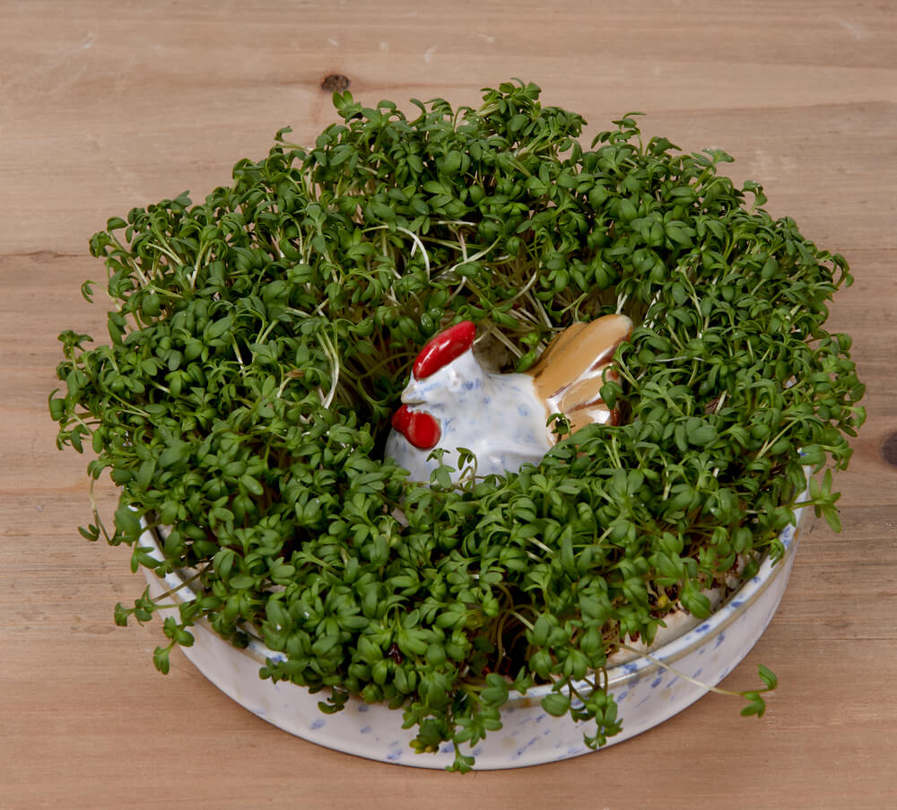 4029753225511_2 Kresseschale mit Samen - LandLust