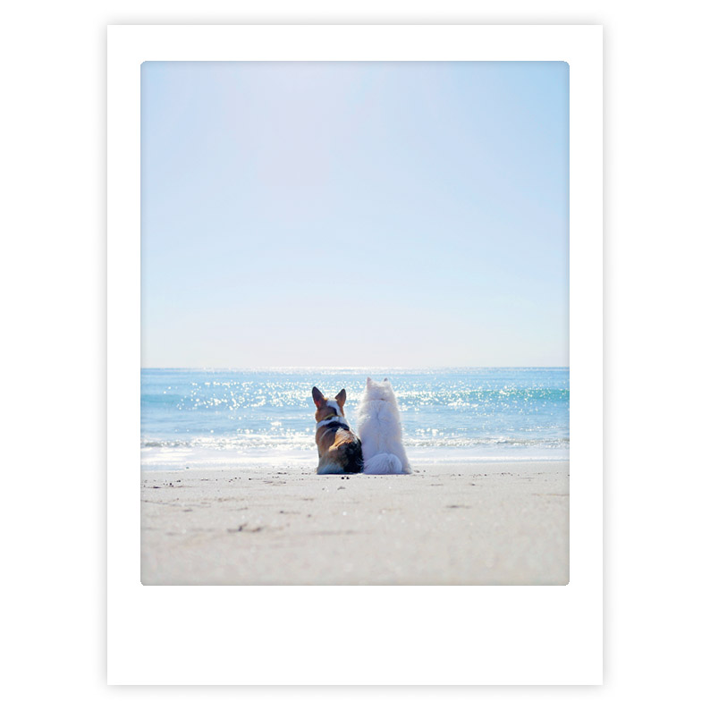 Art Poster Beach Buds