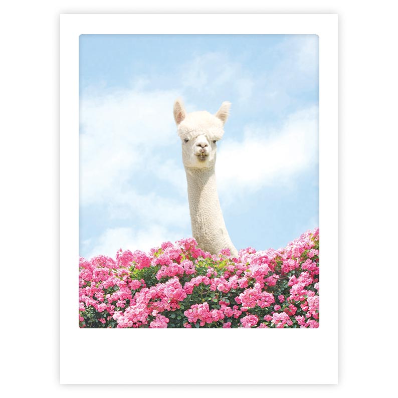 Art Poster Hello There Lama