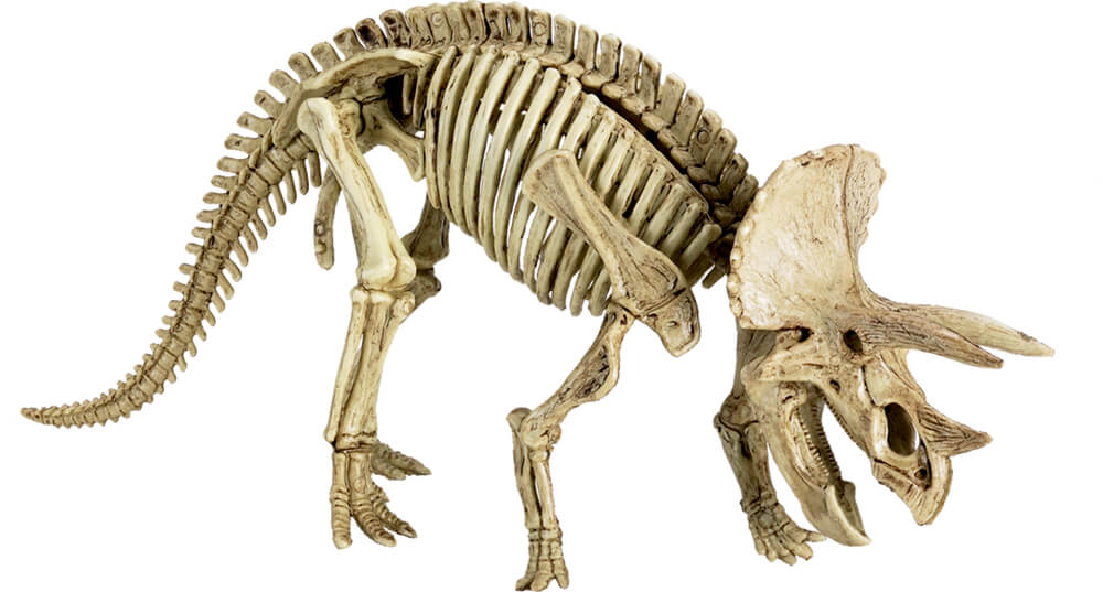 4029753219589_2 Ausgrabungsset Triceratops - T-Rex World