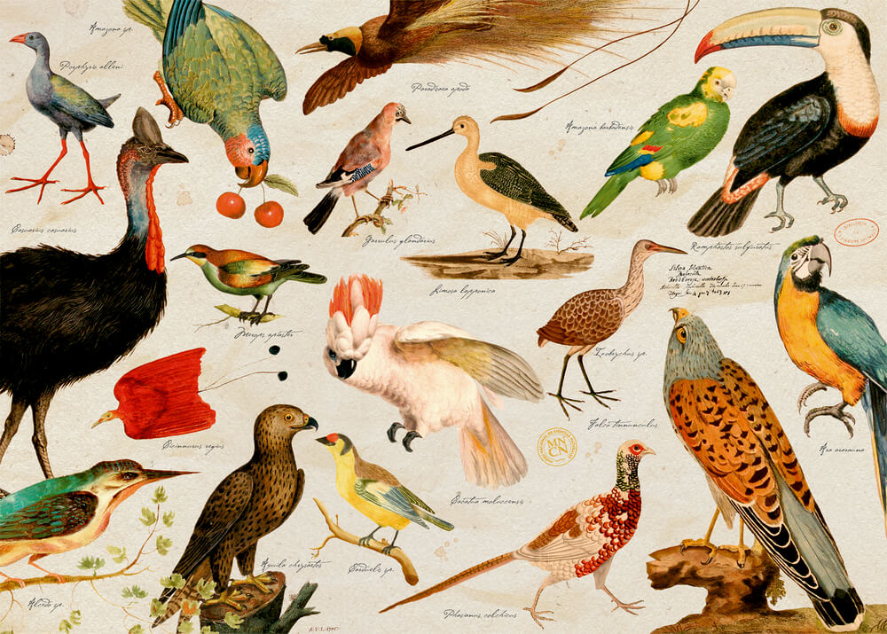 Puzzle Illustrierte Tierwelt (1000 Teile in Geschenkbox)