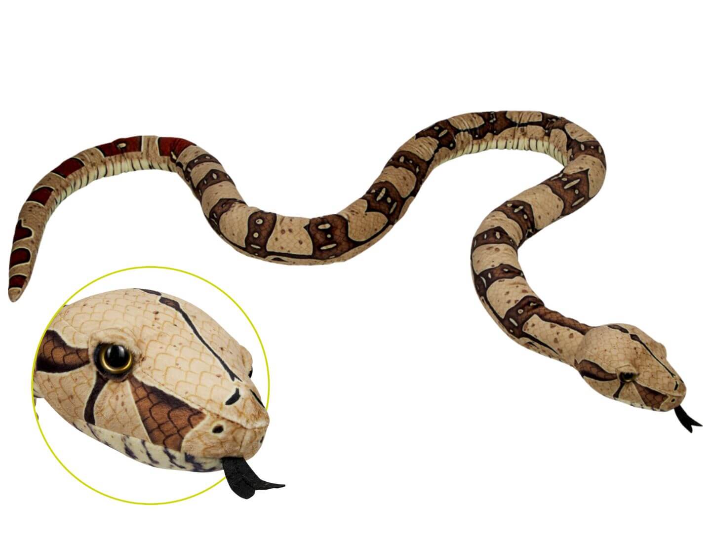 Nature Zoom Wild - Boa constrictor