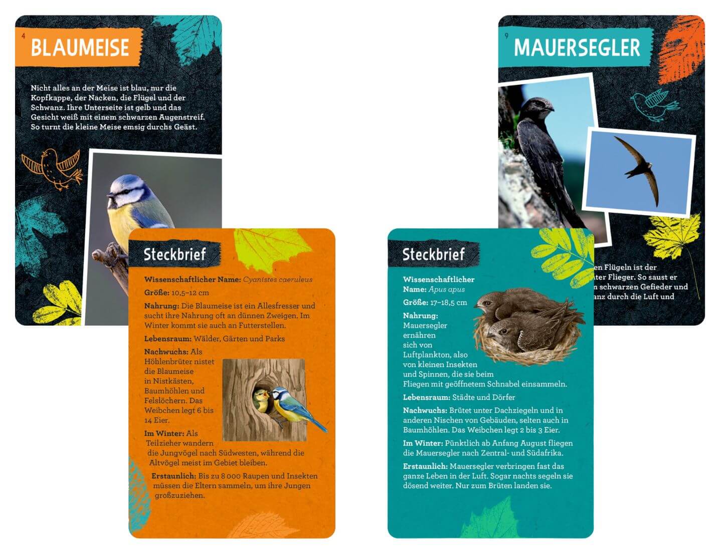 50 Vögel bestimmen - Nature Zoom (Blechdose)