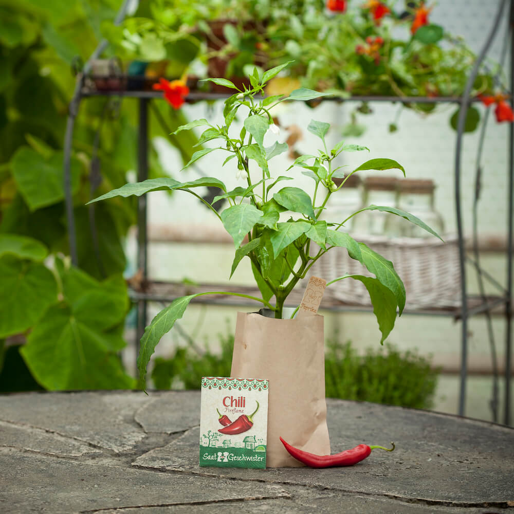 Minigarten Chili