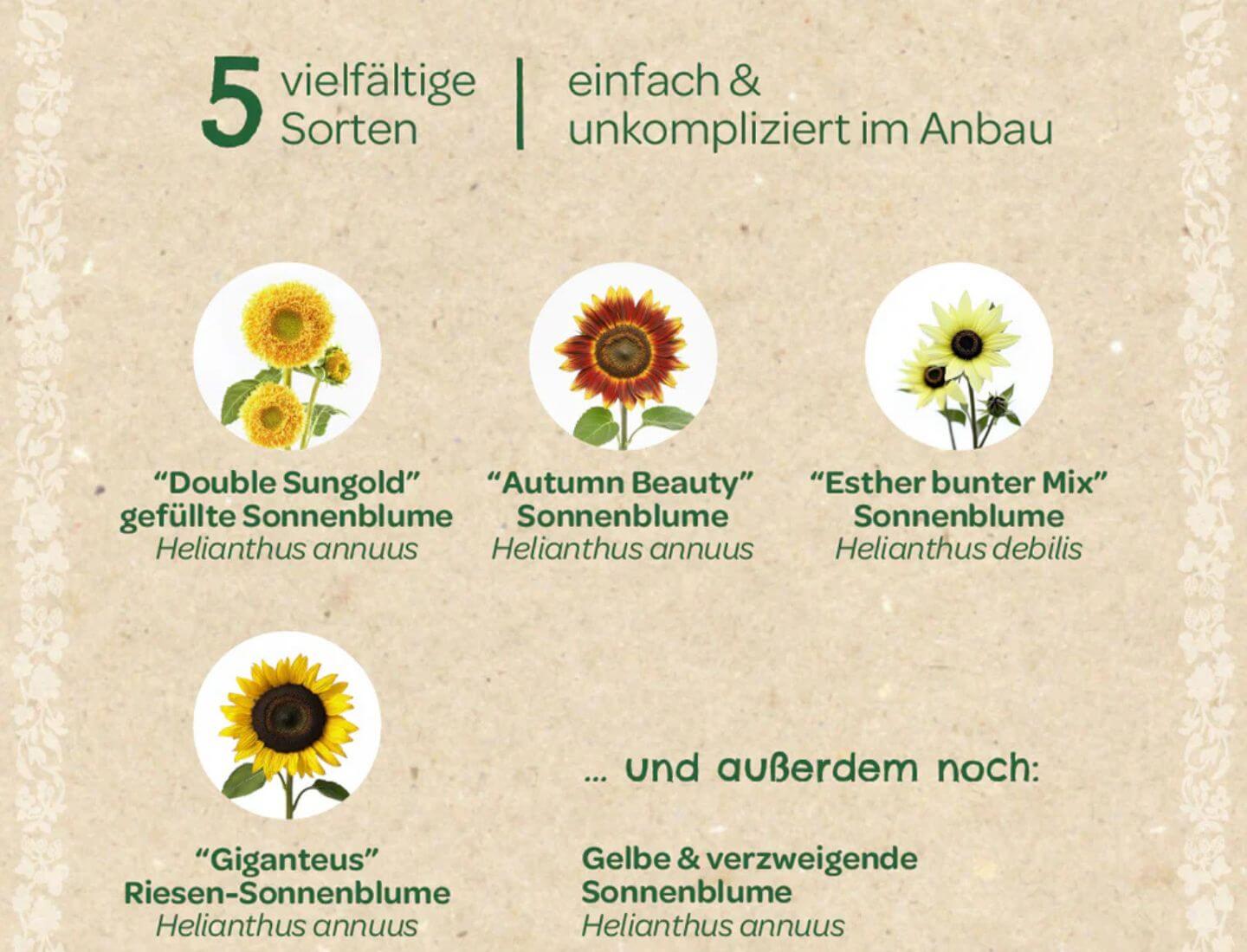 Saatgut-Set Sonnenblumen