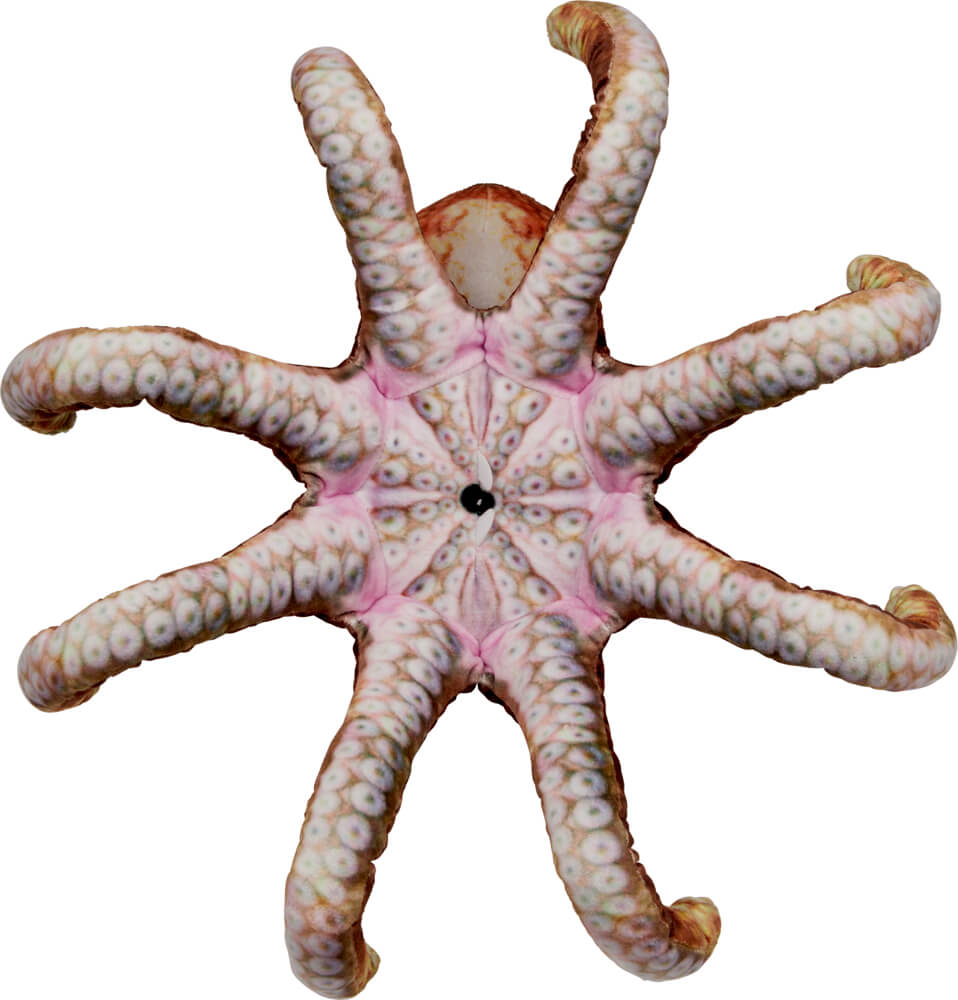4029753225726_1-1 Oktopus - Nature Zoom Wild