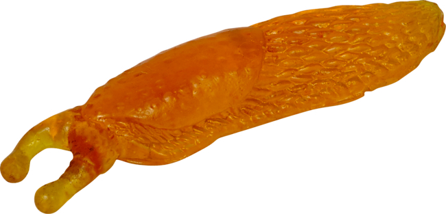 4029753141729 Glibber-Schnecke - Wild+Cool (orange)