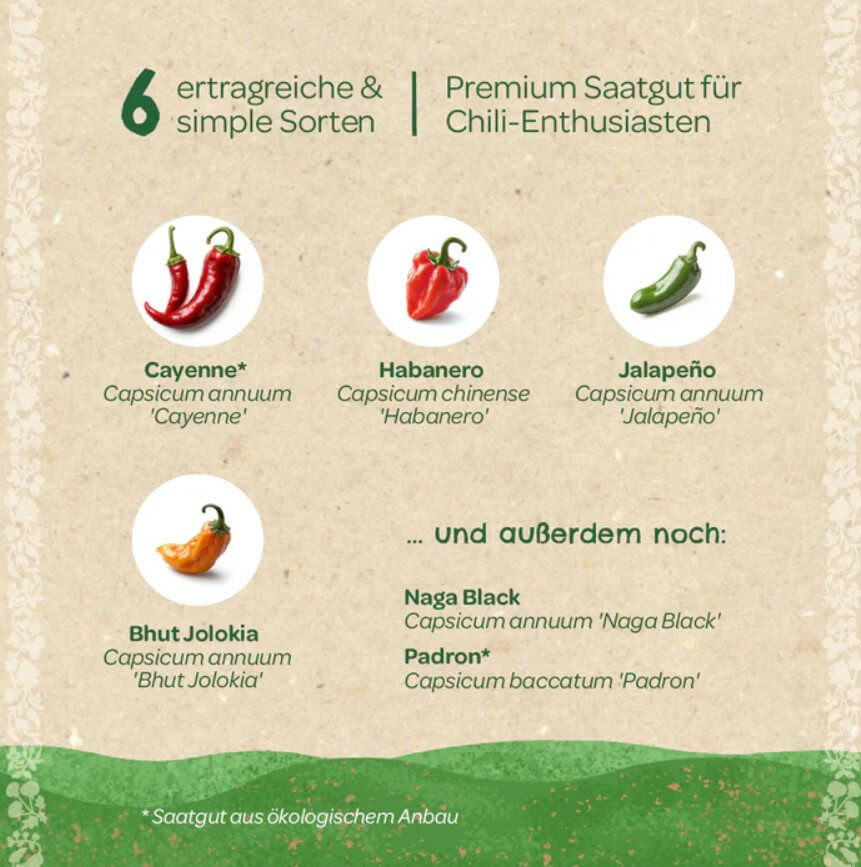 Saatgut-Set Chili (BIO)