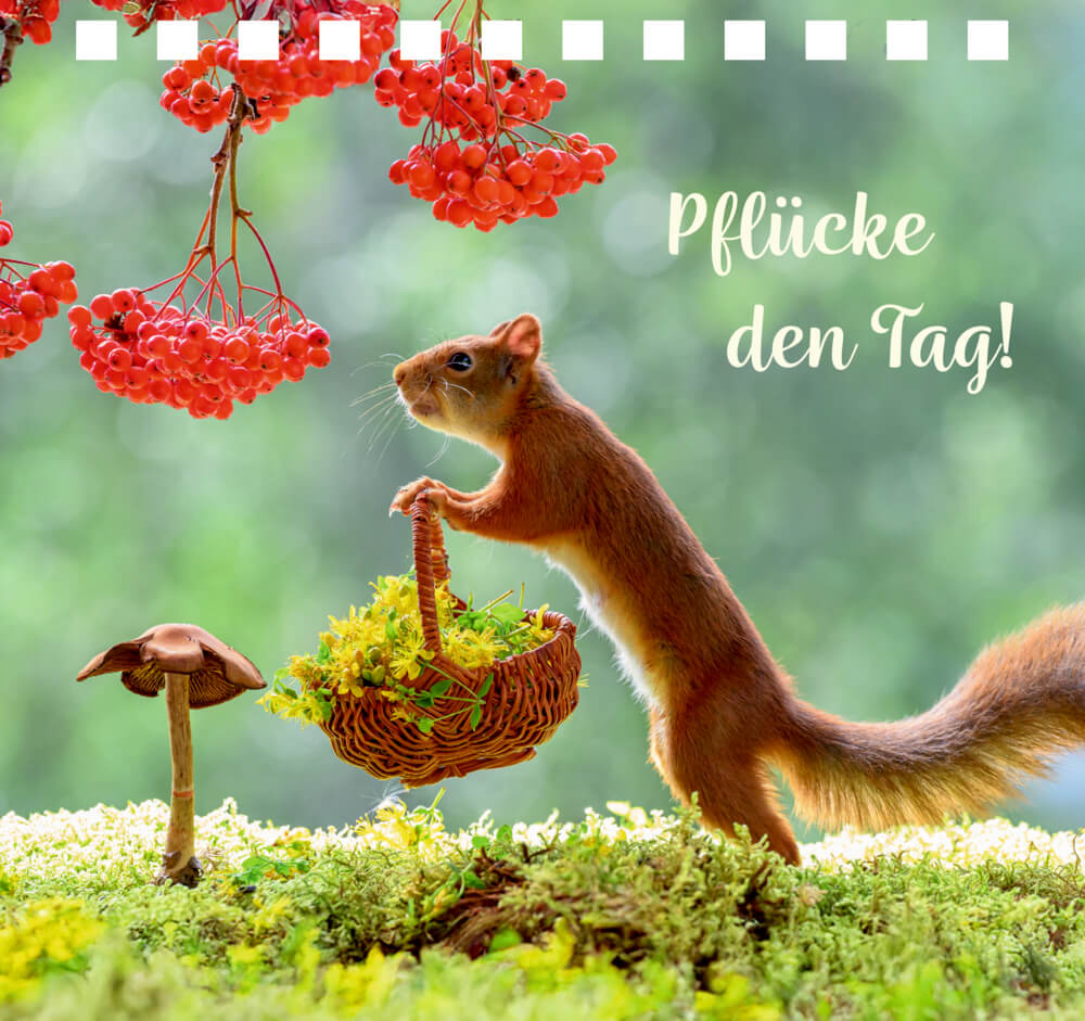 Großes Spiralaufstellbuch: Einfach gute Wünsche (Eichhörnchen)
