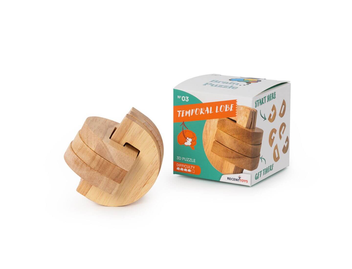 Brain Puzzle No.3 - Temporal Lobe