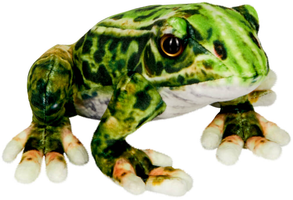 Frosch - Nature Zoom Wild Frosch - Nature Zoom Wild