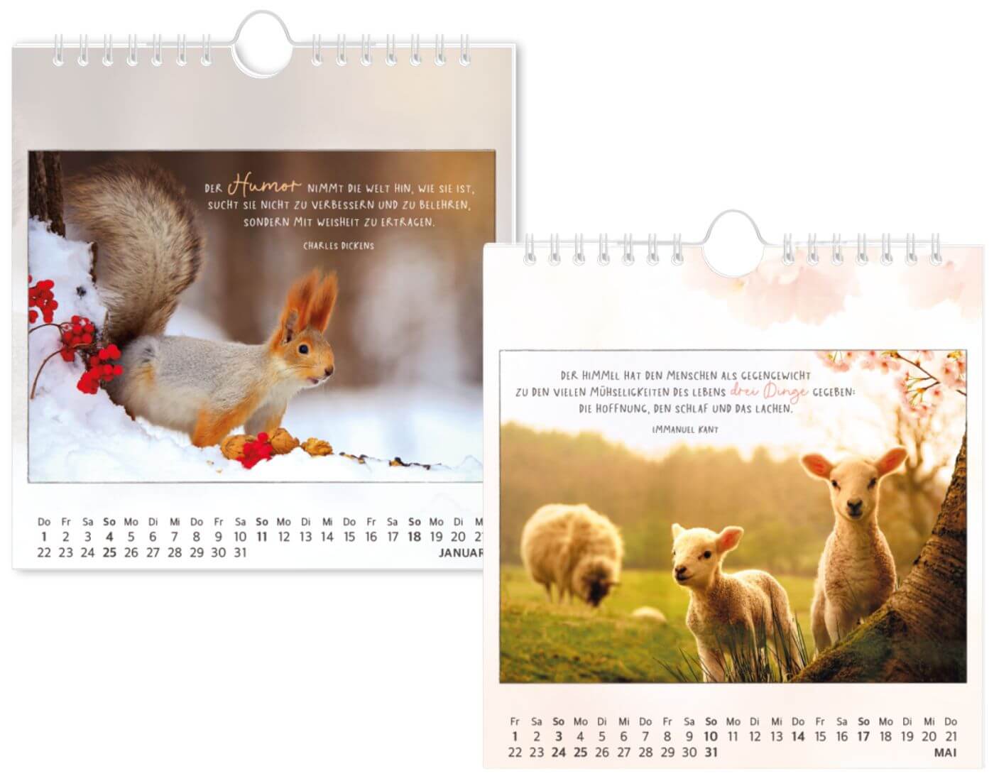 Postkartenkalender 2026 Traumtage Postkartenkalender 2026 Traumtage