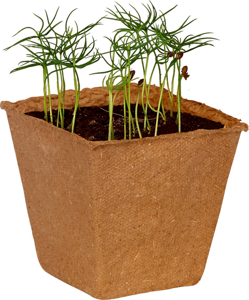 Saatgut "Pflanze einen Baum" (Rotfichte) - einfach leben