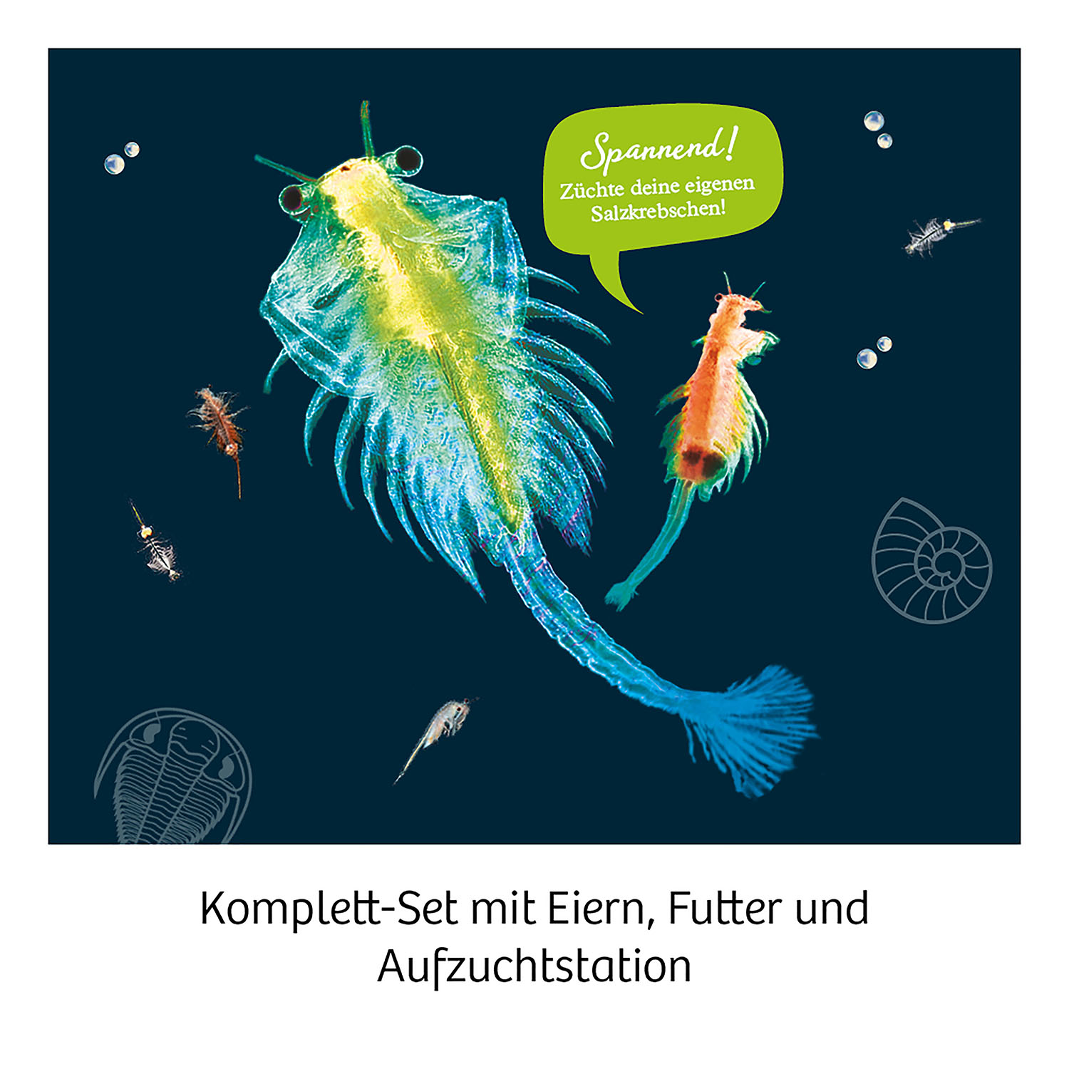 4002051657871_3 Urzeit-Krebse Experimentierkasten