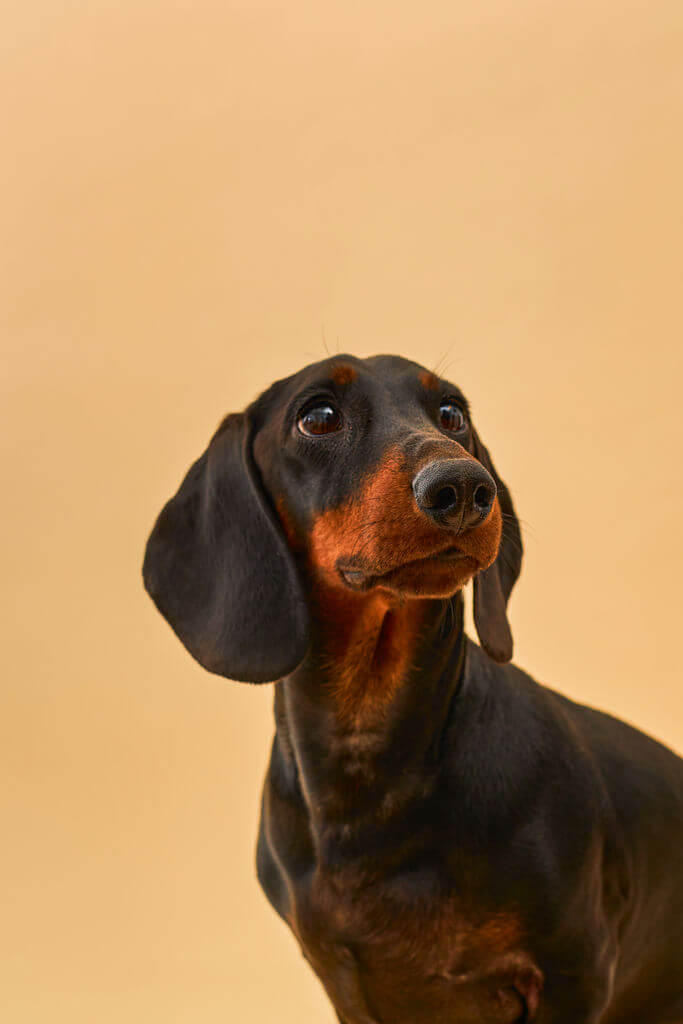 Woof bake Barkies - Hundekekse Kürbis