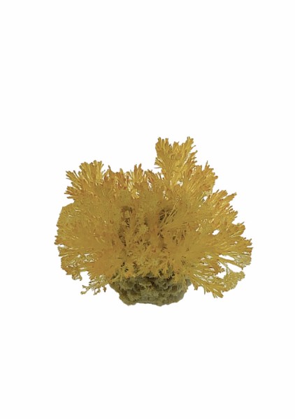 Wachsendes Korallenriff / Coral Reef - Magic Rock