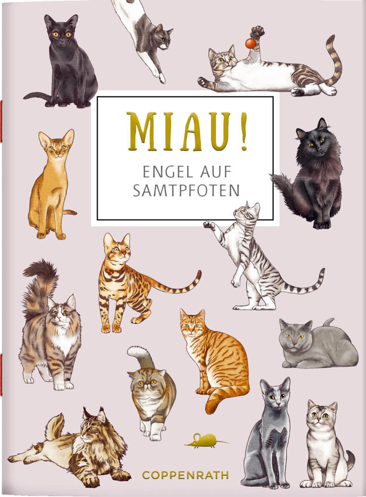 Schöne Grüße: MIAU! - Engel auf Samtpfoten (cats&dogs) Schöne Grüße: MIAU! - Engel auf Samtpfoten (cats&dogs)