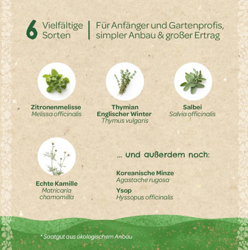 Saatgut-Set Teekräuter (BIO)