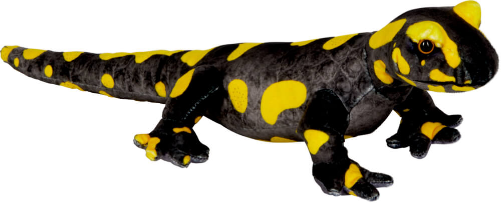 Feuersalamander - Nature Zoom Wild Feuersalamander - Nature Zoom Wild