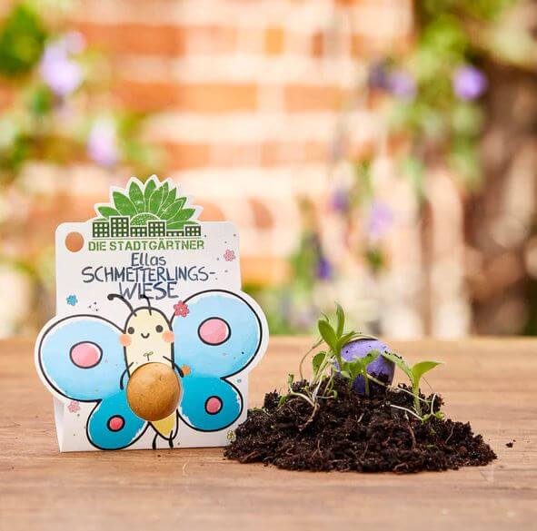 1er Blumenmurmel 'Ellas Duftgarten'