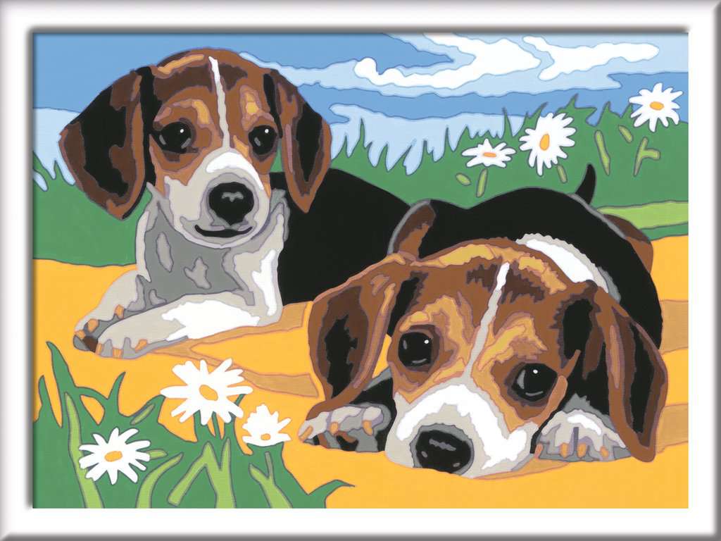 28329_1 Jack Russel Welpen