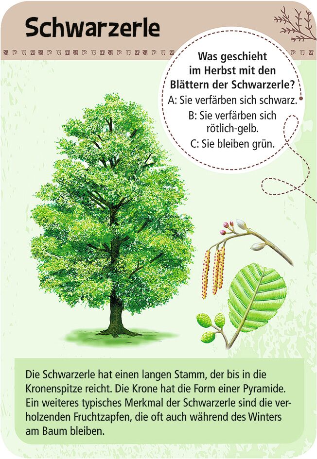 9716_Inhalt_1A Expedition Natur - 50 heimische Bäume