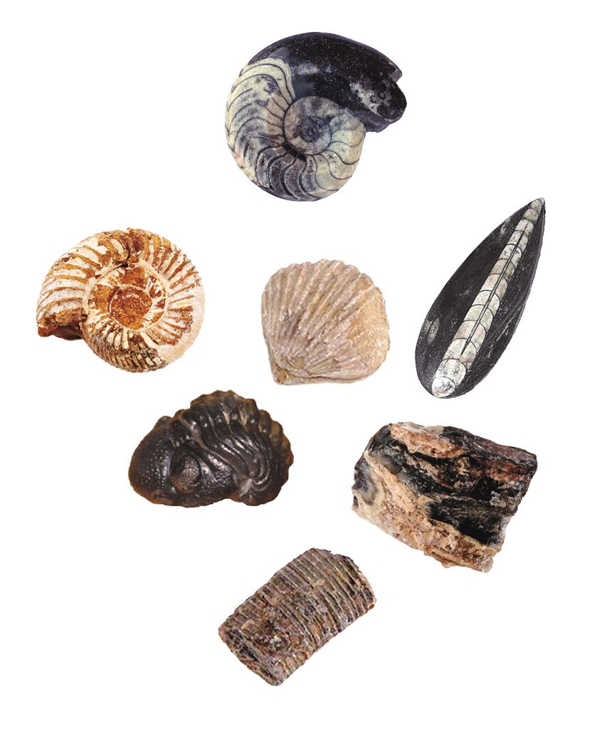 9832_Inhalt_2 Expedition Natur - Das große Fossilien-Ausgrabungs-Set