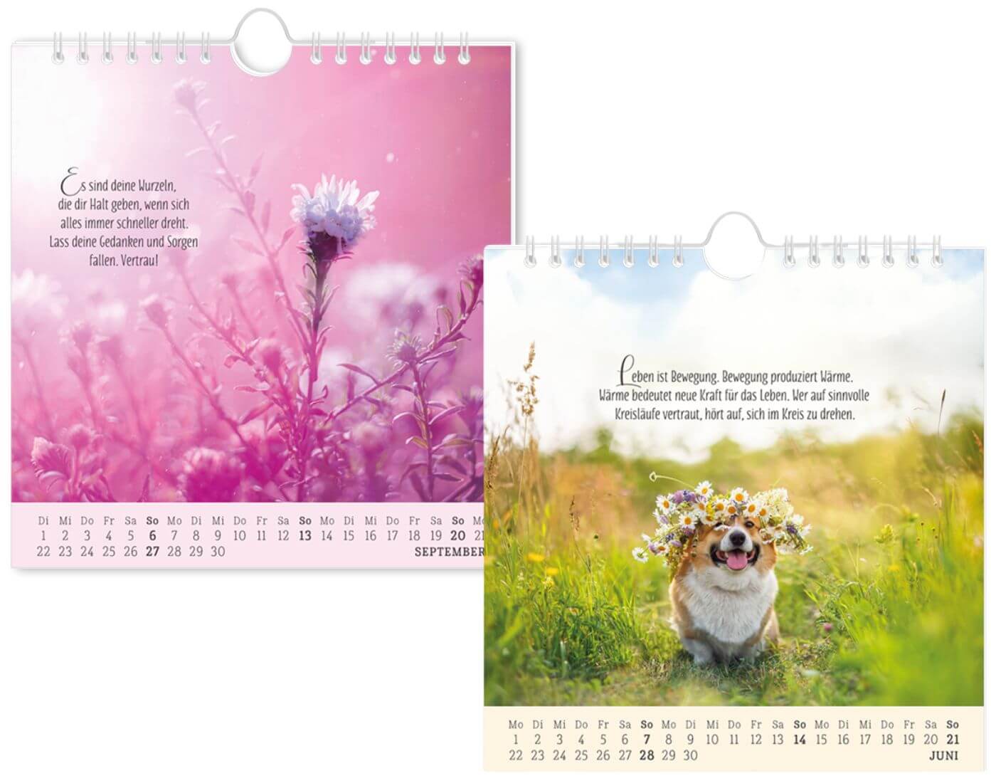 Postkartenkalender 2026 Lebenszeichen