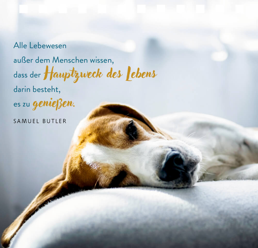 9783649646044_02 Kleines Spiralaufstellbuch: Tierisch beste Freunde (cats & dogs)