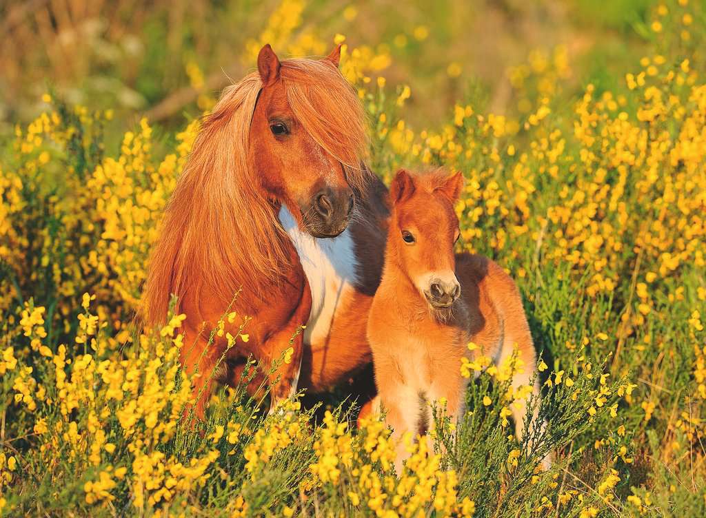 Puzzle Shetlandponys