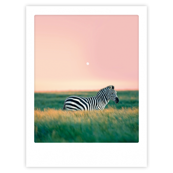 Art Poster Zebra crossing